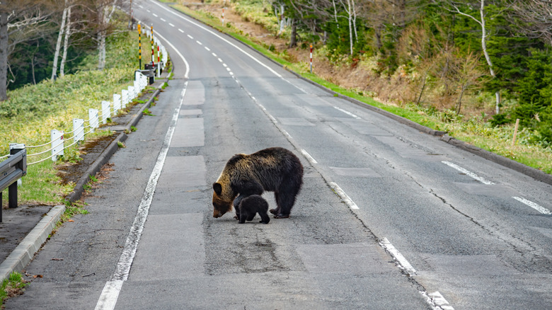 Brown bear mother and cub walk on road in Hokkaido