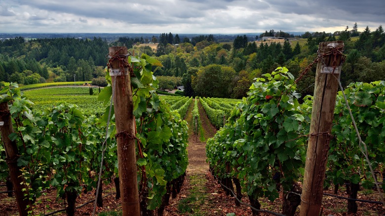 Rows of vineyards with gray, cloudy skies