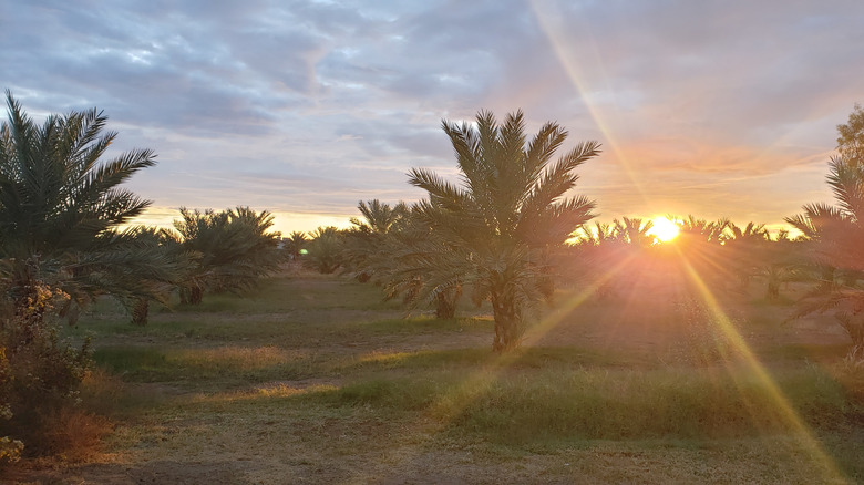 The sun rises on the horizon behind rows of palm trees at Medjool Date Farm in Somerton, Arizona