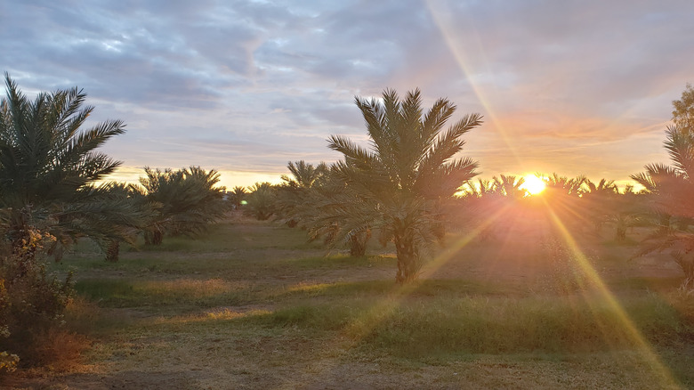 The sun rises on the horizon behind rows of palm trees at Medjool Date Farm in Somerton, Arizona