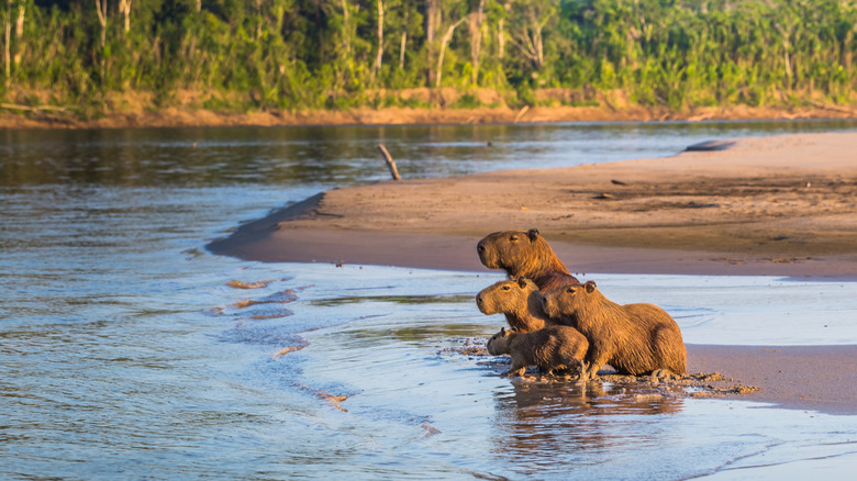 Family of capybaras at Manu National Park, Peru