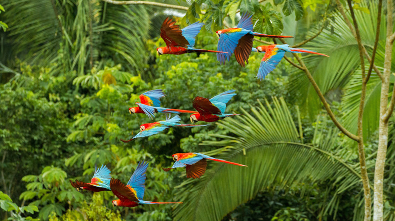 Macaws at at Manu National Park, Peru