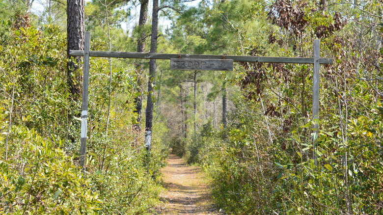Walking trail in Francis Marion National Forest