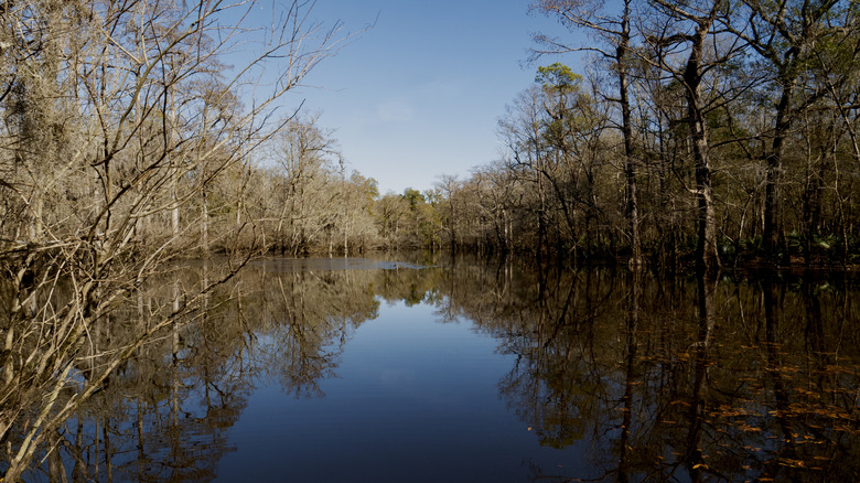 South Carolina marshland in Florence County