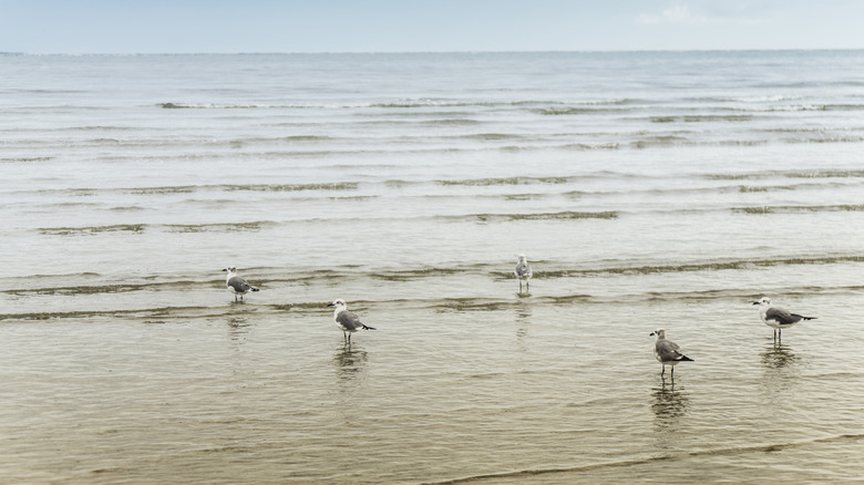 Image of birdlife on Harbor Island in South Carolina