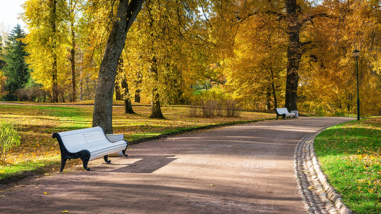 A dirt pathway through fall foliage in the park