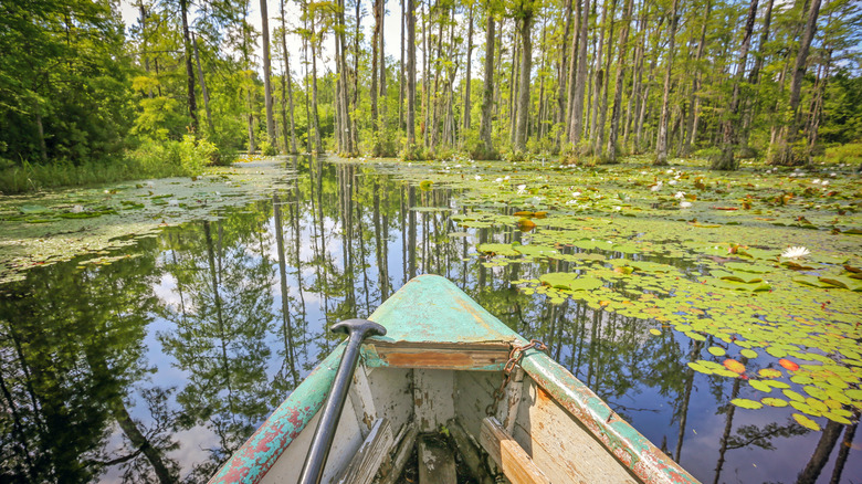 Wooden row boat in a green swamp