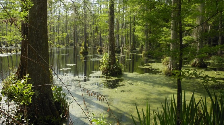 Trees in swamp at Cypress Gardens