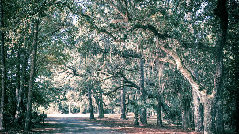A road going under mossy oak trees in South Carolina