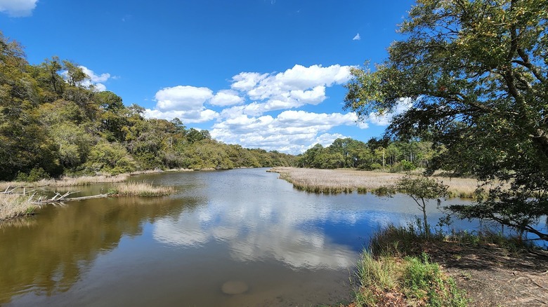 Wetlands with reeds surrounded by trees with blue skies and white clouds