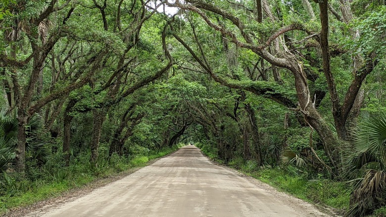Large gnarled trees form a tunnel over a dirt road