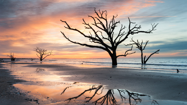 Silhouettes of bare trees on the shore of a beach at sunset