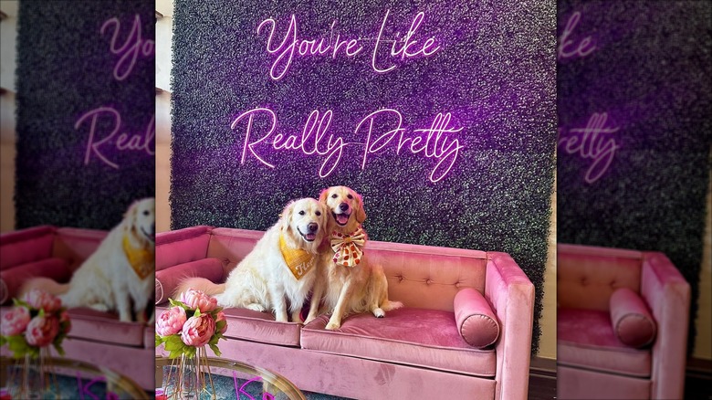 Two dogs posing on a pink couch with neon signage on the wall at Pink Owl Boutique, Simpsonville, South Carolina