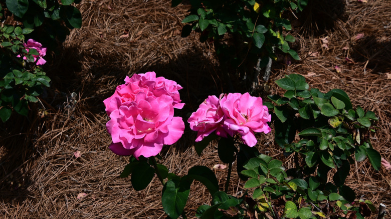 Flowers blooming in Edisto Memorial Gardens in Orangeburg, South Carolina