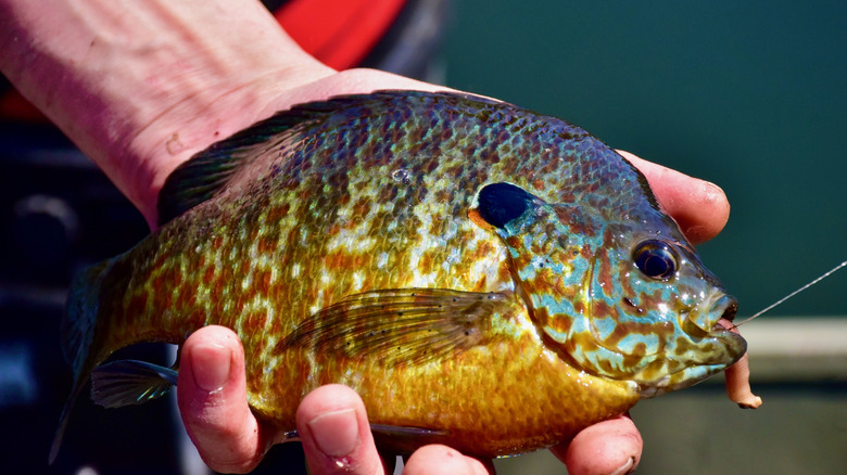 A panfish caught on a worm