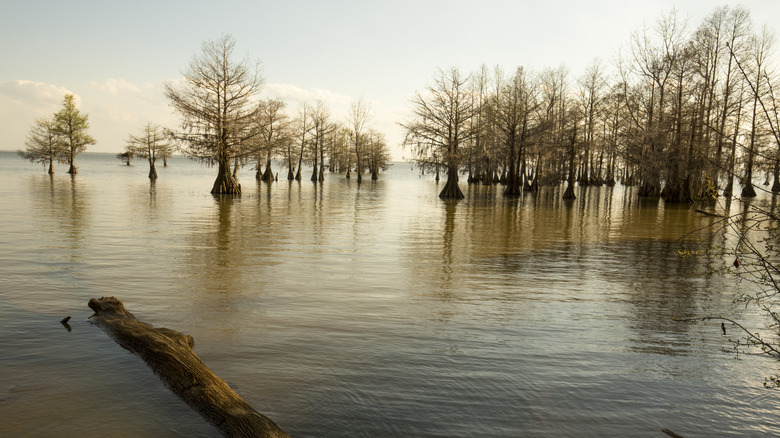 Cypress trees in Lake Marion in South Carolina