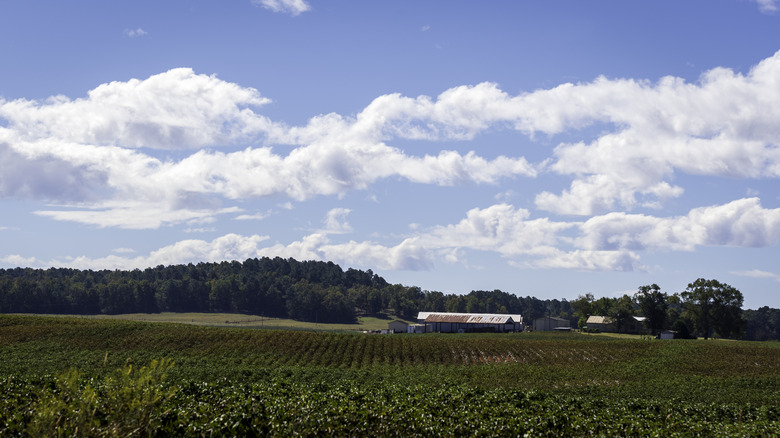 Farm field on a sunny day