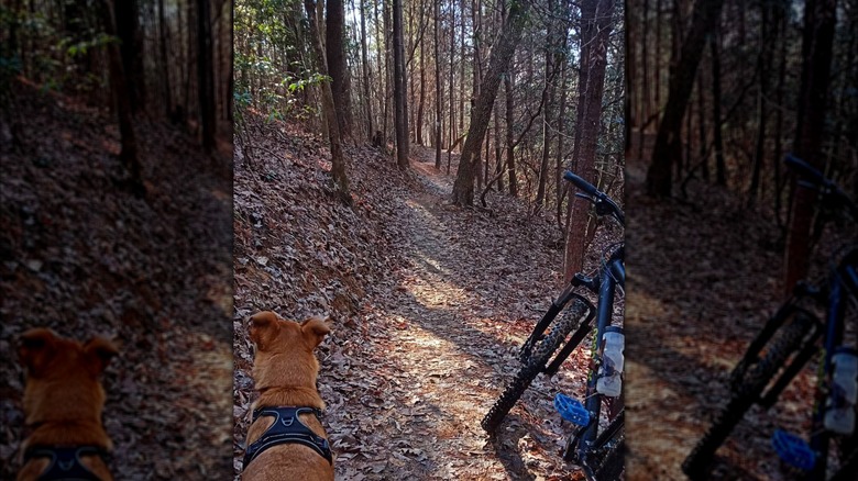 A parked mountain mike and dog along a trail in the Stumphouse Mountain Bike Park