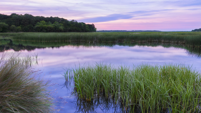 Sunset over the grassy marshlands of the South Carolina Lowcountry