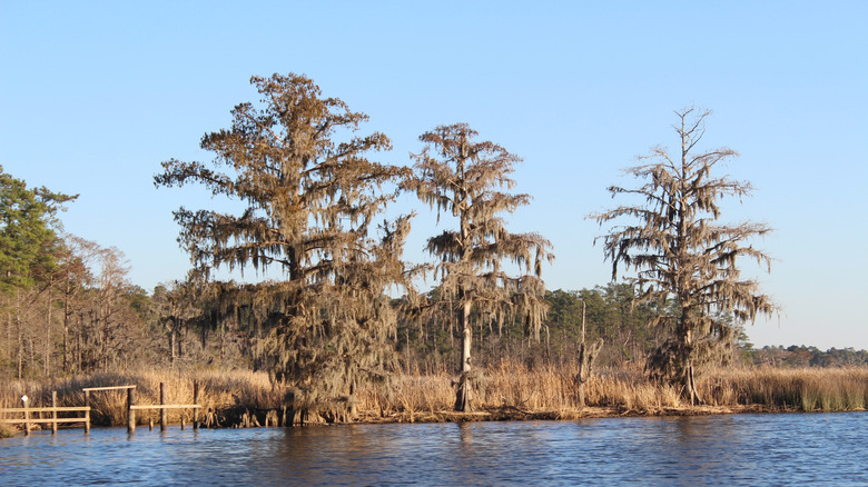 A view of the Black River's shore in winter