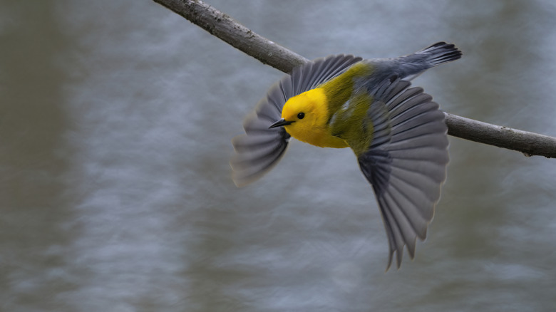 The prothonotary warbler, also known as the "swamp canary", calls the Black River home