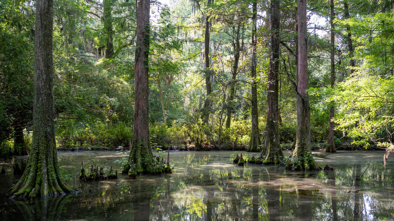 A cypress tree swamp in South Carolina