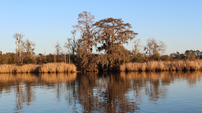 A winter scene on the Black River in South Carolina from the water looking onto the shore