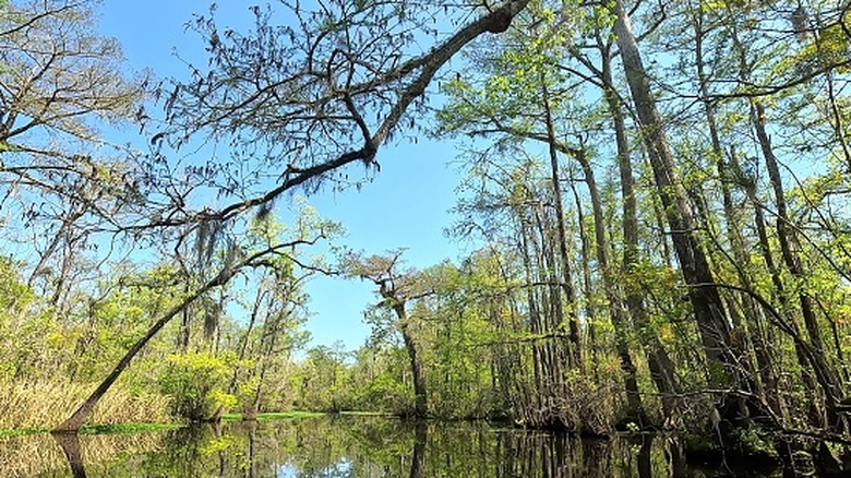 Trees frame the Black River in the future Black River State Park, SC