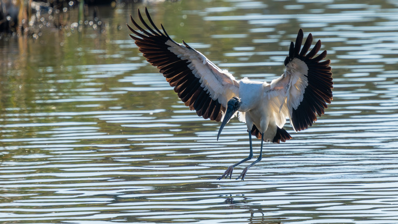 A wood stork lands on water on South Carolina's Black River