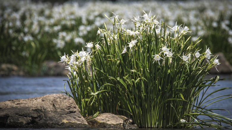 Spider lilies in the Catawba River at Landsford Canal State Park