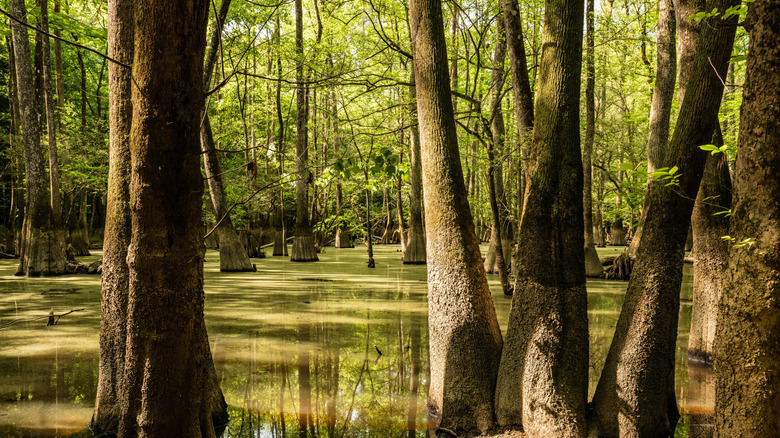 Still water of Cedar Creek lined with muddy trees in Congaree National Park, South Carolina