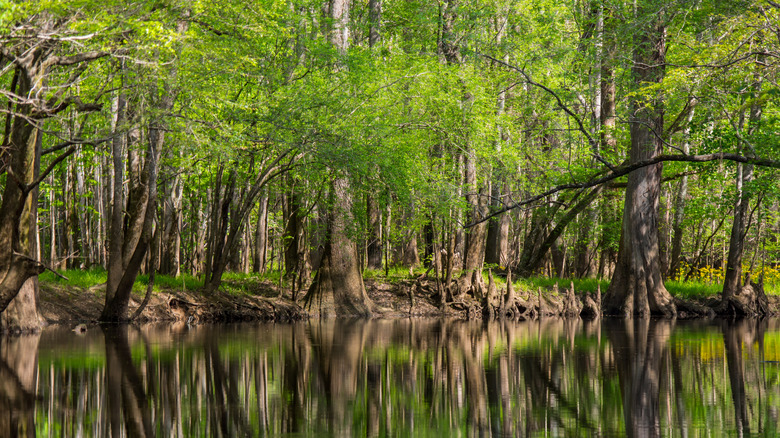 Tall trees reflected on waters edge, Cedar Creek Congaree National Park