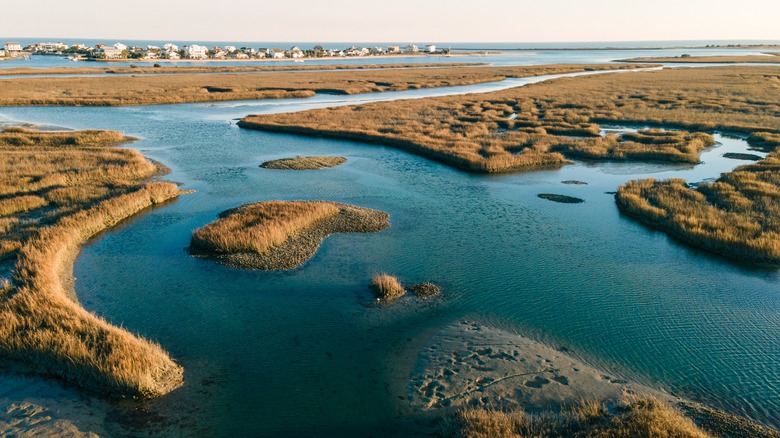 beachy swamps in Murrells Inlet on the Hammock Coast in South Carolina