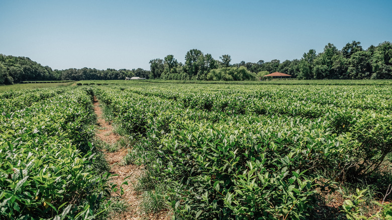 Rows of tea plants at the Charleston Tea Garden in South Carolina, USA
