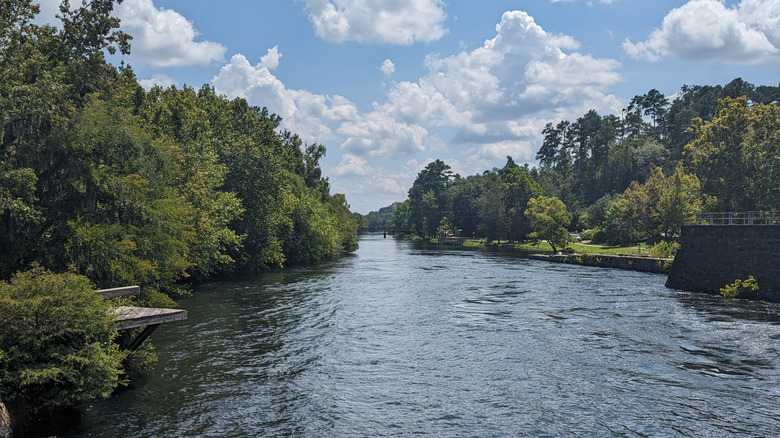 Lush banks of the Savannah River