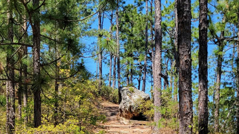 The staircase up Sugarloaf Mountain in Sand Hills State Forest
