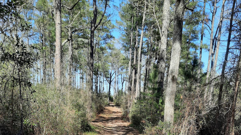 A wooded path in Sand Hills State Forest, SC
