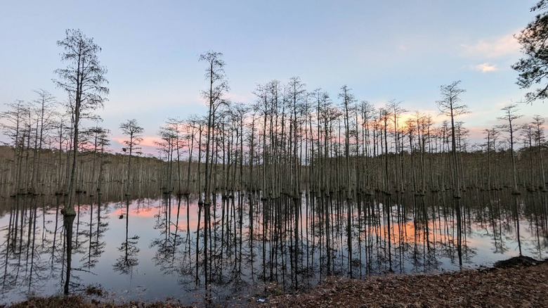 Campbell's Lake in Sand Hills State Forest at sunset