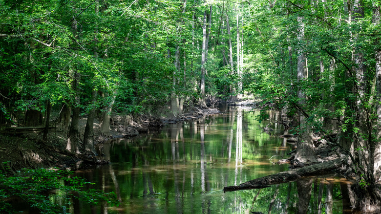 Waters of Cedar Creek cut through cypress trees in Congaree National Park, South Carolina