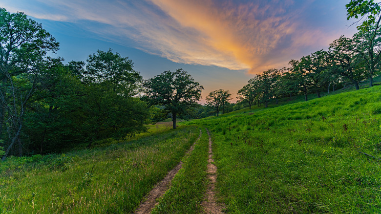 Hitchcock Woods in the evening