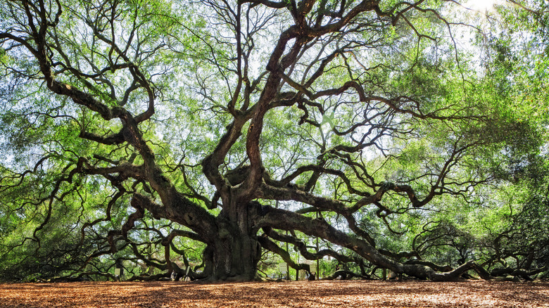 Angel Oak near Charleston