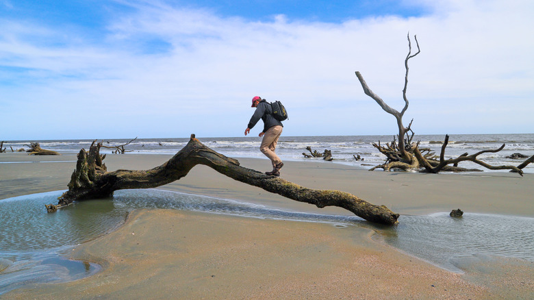 Boneyard Beach on Bulls Island