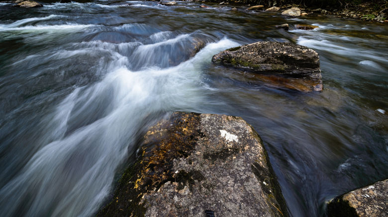 Rapis on the Chattooga River