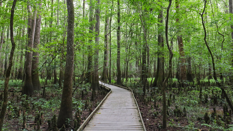 Congaree National Park boardwalk