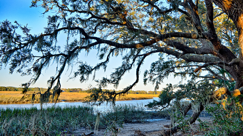 Tree by the Edisto River