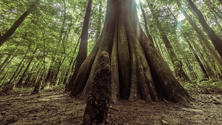 Tree in Congaree National Forest