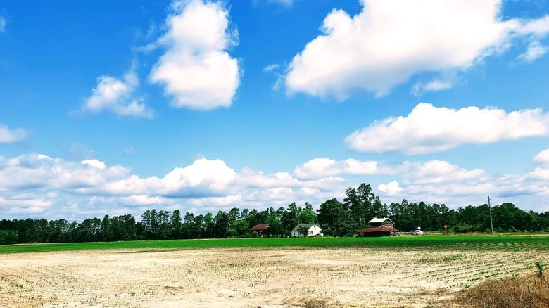 Photo of a field in Ketchuptown with houses in the distance