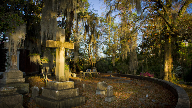 Cemetery shaded by tree fronds