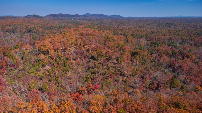 Aerial view of autumn trees at Kings Mountain State Park