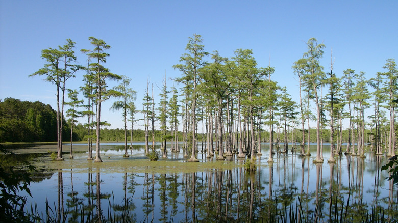 Spring Cypress Trees in Goodale State Park, South Carolina